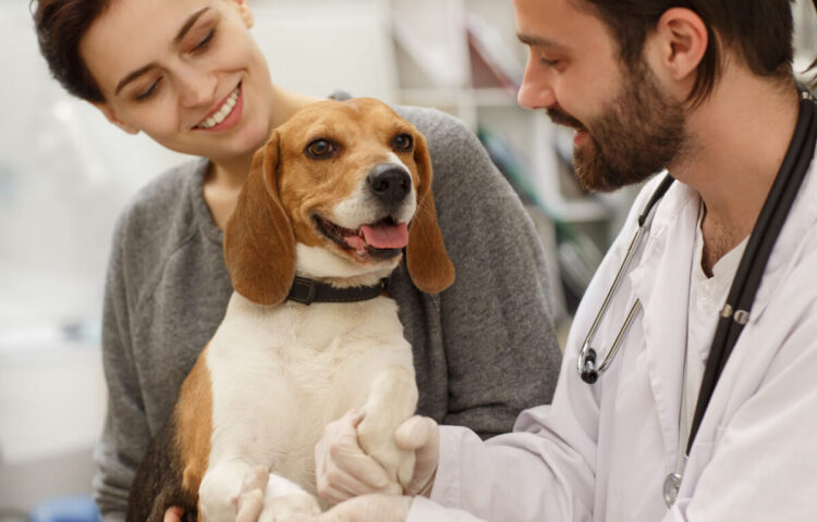 Entenda o que é cinomose e como ela afeta a saúde dos cães Clinica