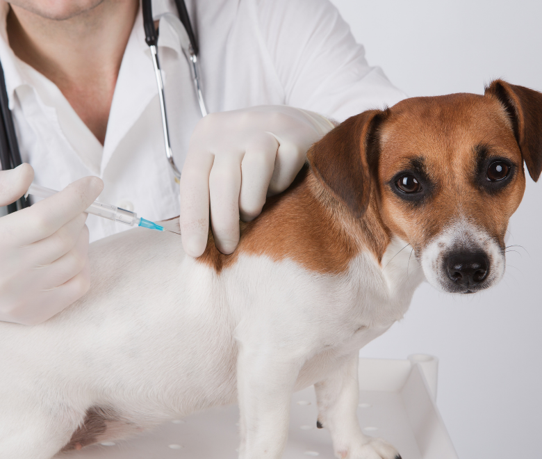 vacina-cachorro-pagina